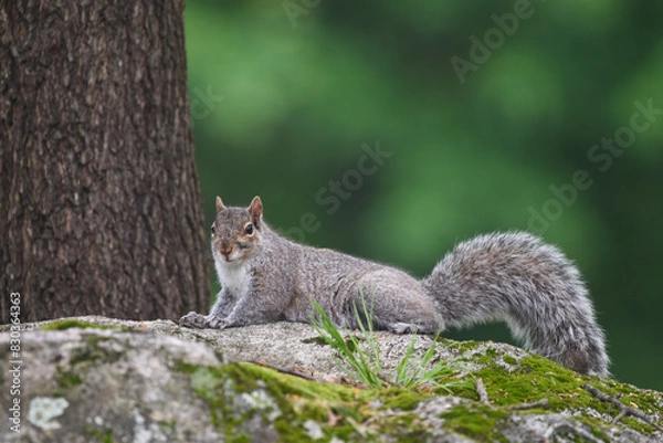 Obraz Gray Squirrel Perched on Moss-Covered Rock in Backyard