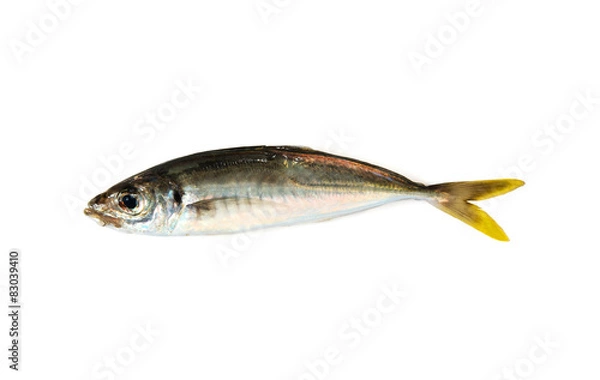 Fototapeta Fresh fish