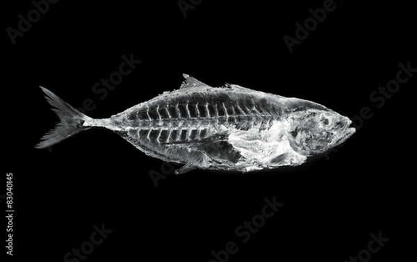 Obraz ryby rentgenowskie