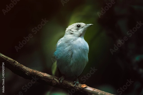 Fototapeta Small exotic blue bird at a perched on a tree branch.