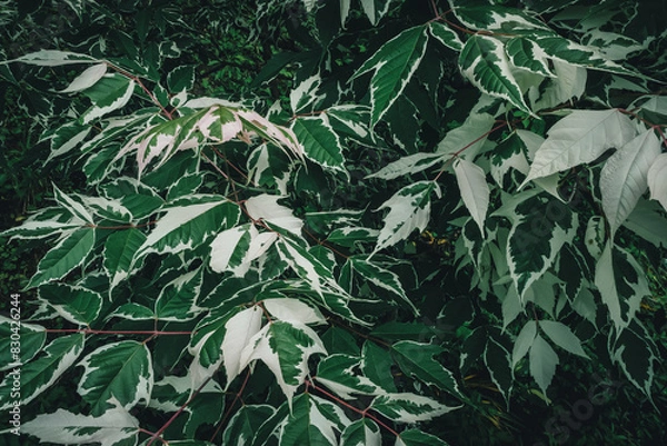 Fototapeta ネグランドカエデフラミンゴ