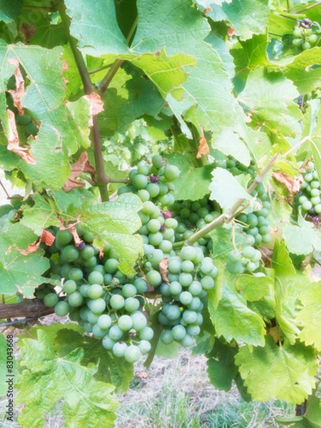 Fototapeta Weintrauben