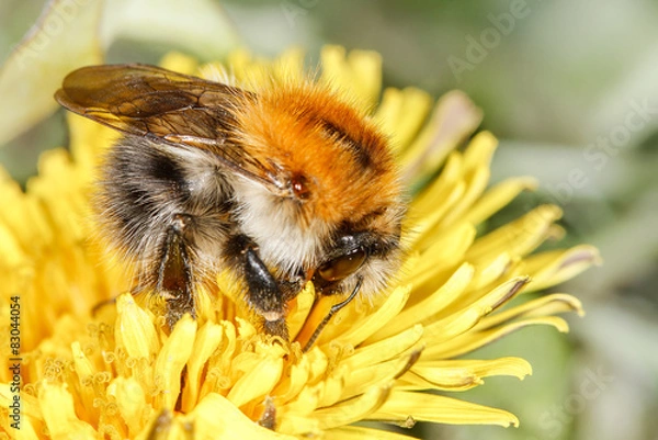 Fototapeta common carder bee (Bombus pascuorum)