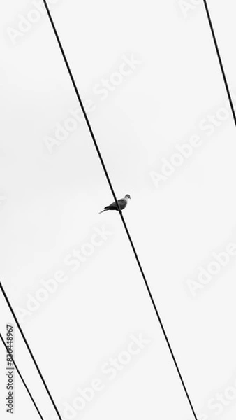 Obraz Abstract and minimalist Dove (Bird) sitting on a powerline. Cheney, Washington