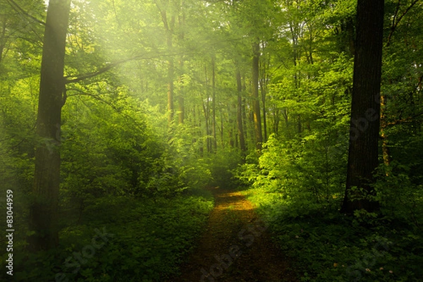 Obraz Beautiful rays in the spring forest