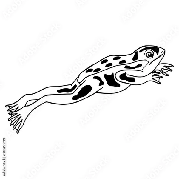 Fototapeta frog sketch vector illustration