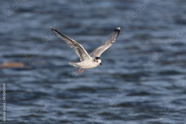 Obraz Little gull, Larus minutus