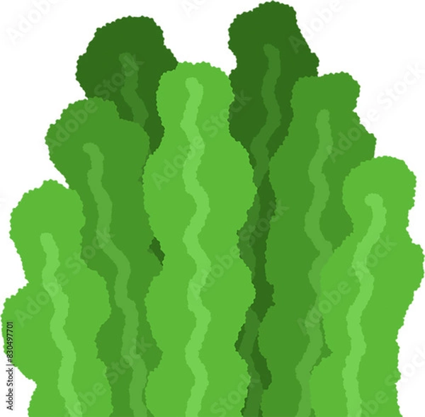 Fototapeta 미역줄기