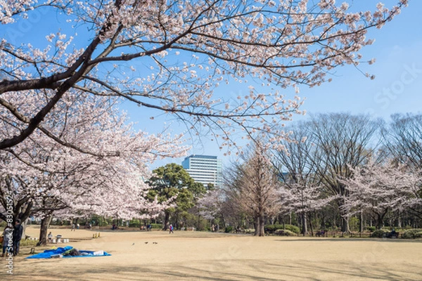 Fototapeta Spring cherry blossoms in Kitanomaru park,Tokyo