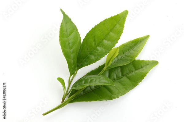 Obraz Fresh Green tea leaves 