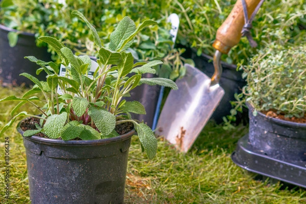 Fototapeta Potted sage plant with blurred herbs in background