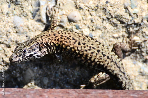 Obraz von Eidechse erfasst