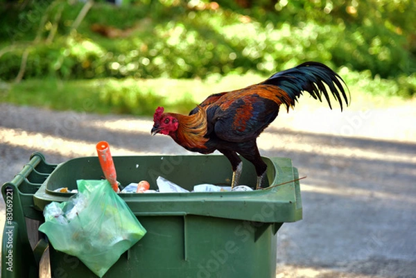 Fototapeta Finding Food chicken in the city, according to the Trash  