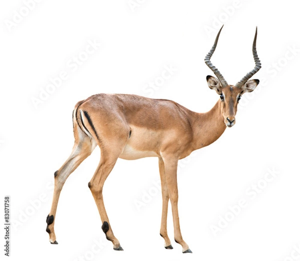 Obraz mężczyzna impala na białym tle