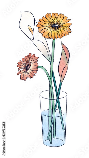 Fototapeta ガーベラとカラー　花の挿絵