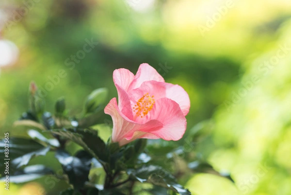 Fototapeta 満開のハイビスカス
