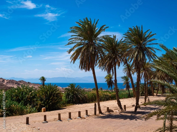Fototapeta Palm trees at the 12 Springs of Moses, Bir al Saidni, at Al Maqnah, Maqna, overlook the Gulf of Aqaba, where prophet Moses lead Israelites across the Red Sea.
