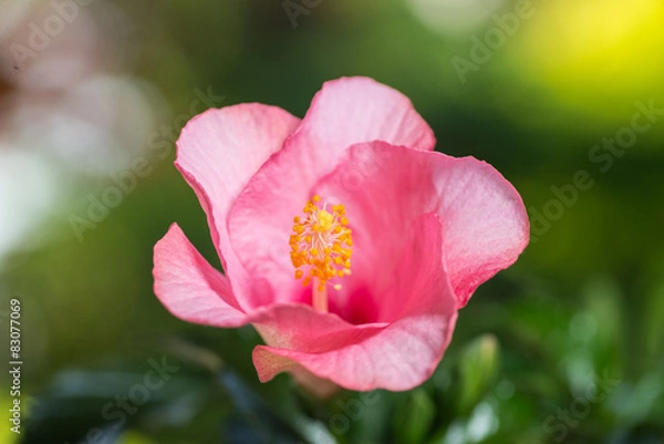 Obraz 満開のハイビスカス
