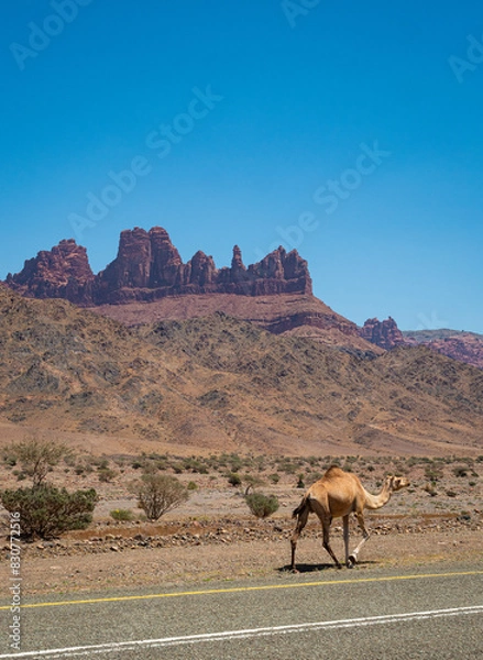 Fototapeta A camel strolls beside a tarmac road, against views of a mountain range in a national park in Tabuk Province, Saudi Arabia. Clear blue sky. Space for text.