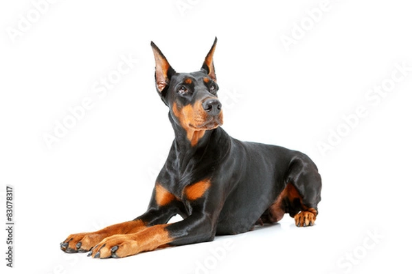 Fototapeta Dog lying on white isolated background.