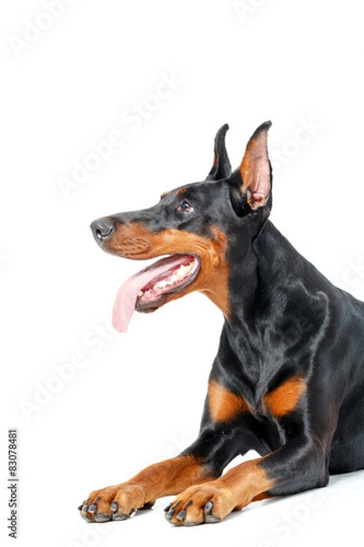 Fototapeta Lying playful dobermann pinscher on isolated white background 