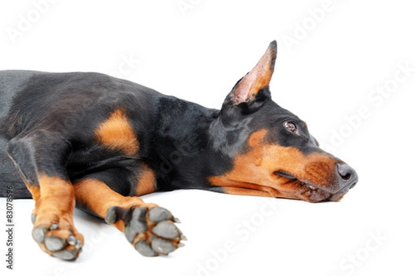 Fototapeta Dobermann pinscher lying on isolated background