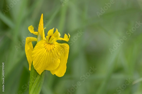 Obraz Sibirische Schwertlilie
