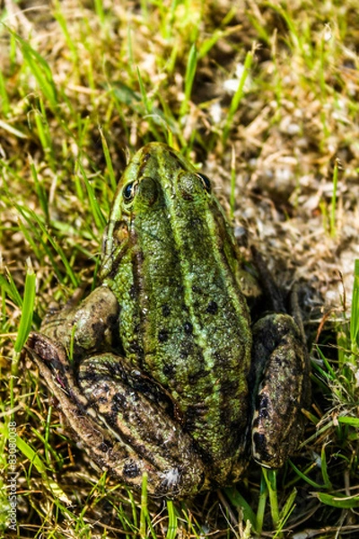 Fototapeta Laubfrosch