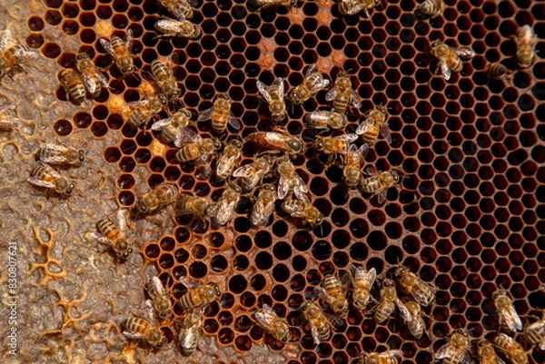 Obraz Queen bee in centre. Honeybees in nest around queen bee. .