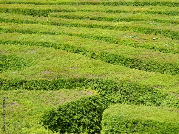 Obraz Hedge Maze