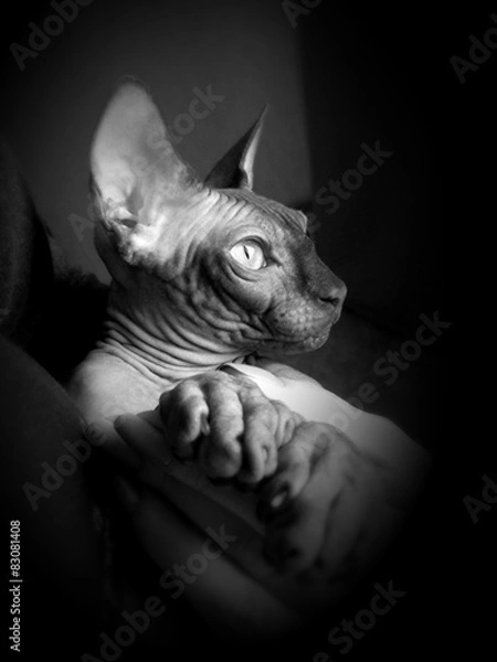 Fototapeta Сфинкс