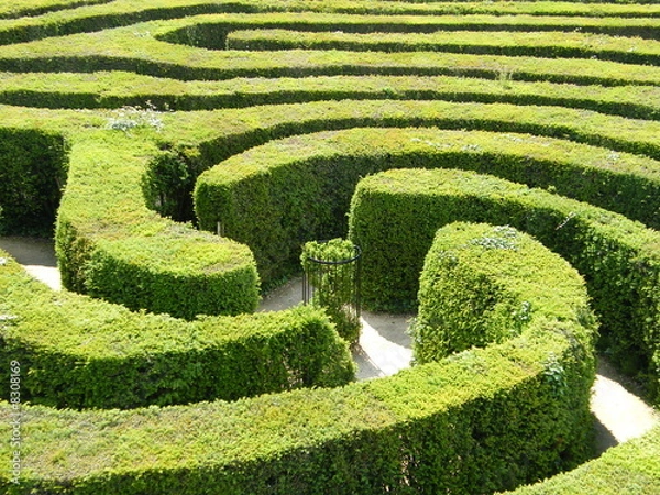 Obraz Hedge Maze
