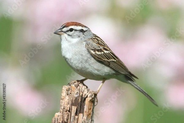 Fototapeta Sparrow on a perch with a colorful background