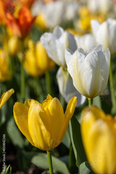 Obraz yellow tulips