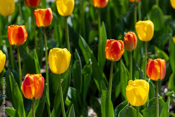 Obraz red and yellow tulip