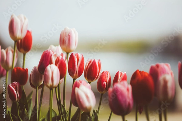 Obraz tulips in the garden