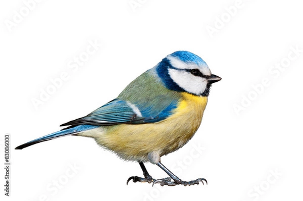 Fototapeta Modraszka na białym tle