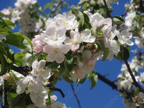 Obraz Flowering apple