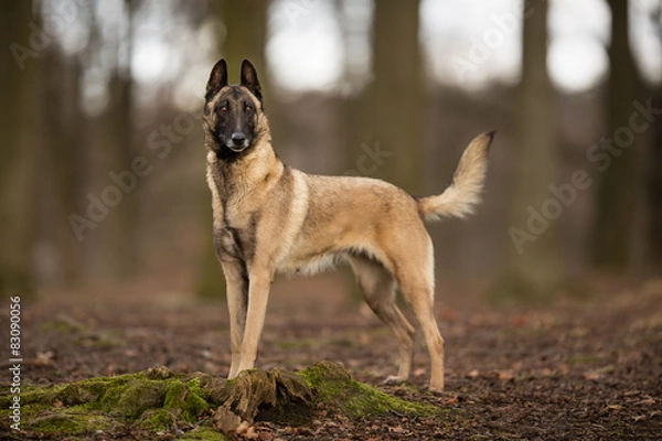 Obraz Purebred Belgian Malinois Dog