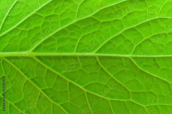 Fototapeta Sattes Grün