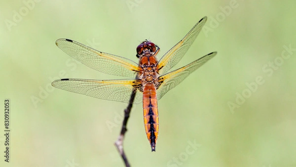 Fototapeta dragonfly resting on a leaf
