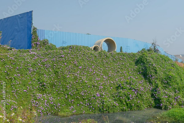 Fototapeta A large field of morning glories next to a sewage ditch