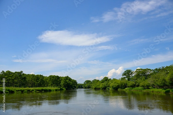 Obraz 釧路湿原の夏