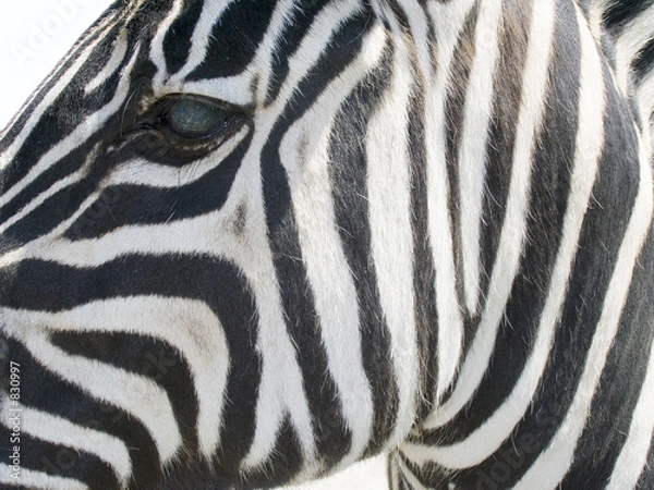 Fototapeta zebra