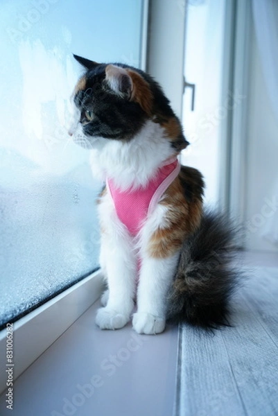 Obraz 病衣を着ている猫