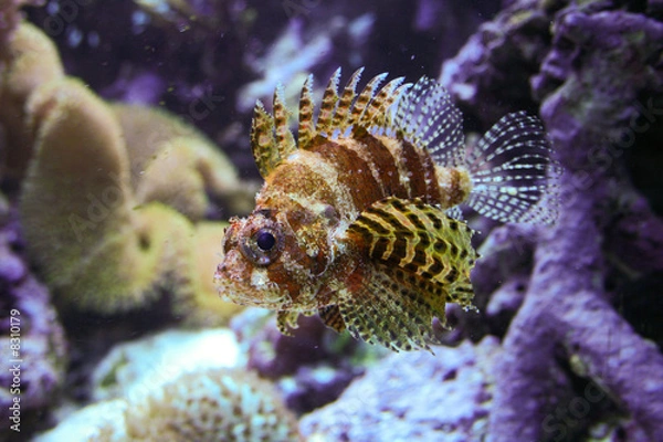 Obraz Lion Fish