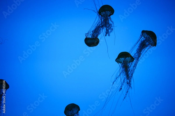 Obraz Jellyfish 2