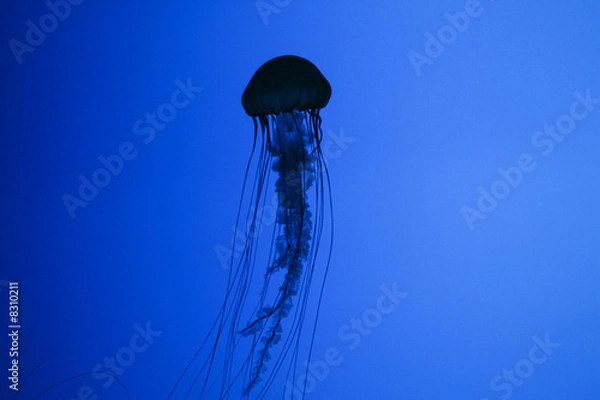 Obraz Jellyfish 3
