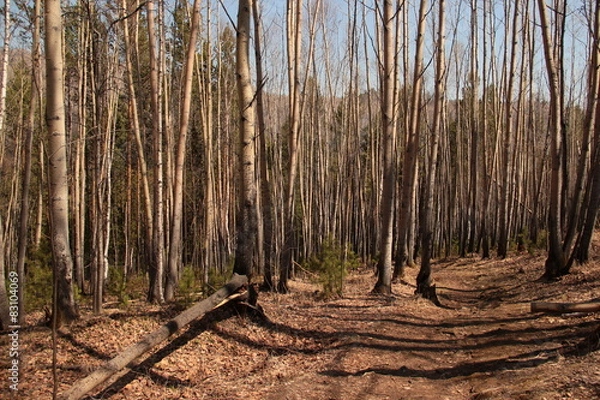 Fototapeta landscape