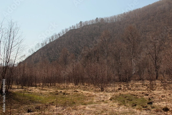 Obraz landscape, forest